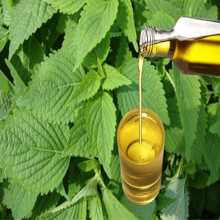 TINH DẦU KINH GIỚI (Oregano Oil) 50ML, 100ML
