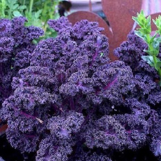 #Hạt_Giống_Cải_Kale