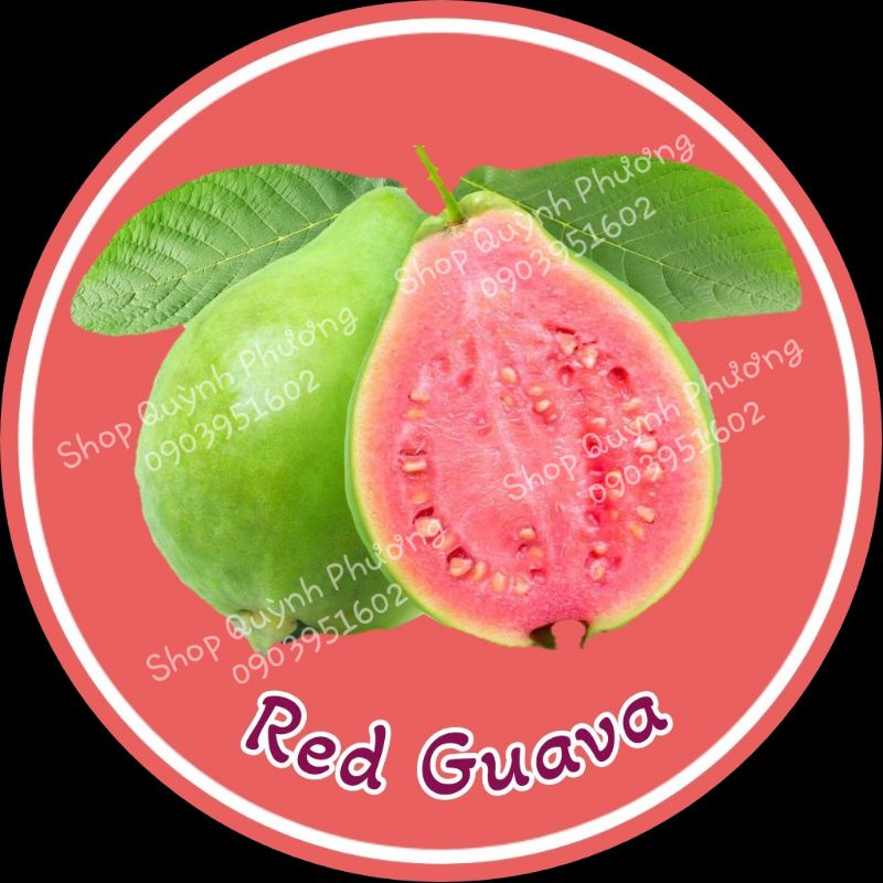 50 Tem Hương Trái Cây Dán Nắp Chai (Cắt Sẵn)