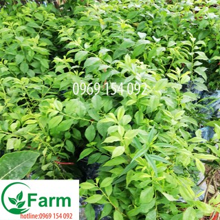 Cây mận hậu