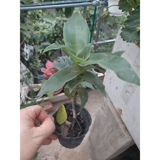 Cây giống lược vàng