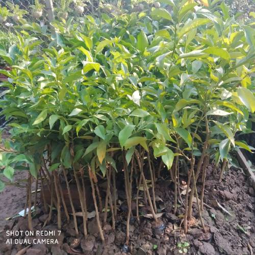Cây giống quýt đường