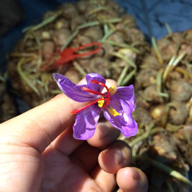 Củ giống hoa nghệ Tây lấy nhụy saffron