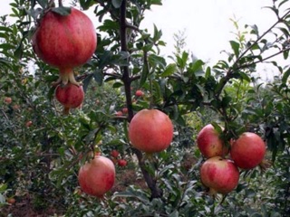Cây lựu  đỏ Mỹ 6 tháng cho trái