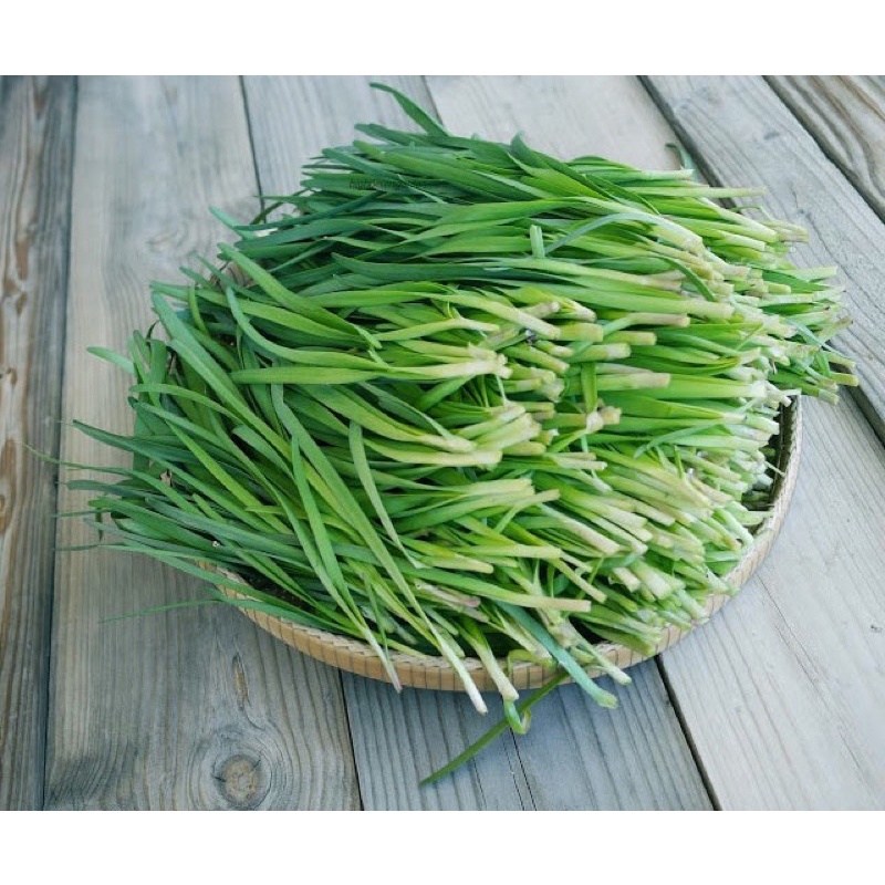 Hạt giống lá hẹ cao sản F1