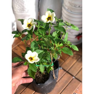 Chậu cây hoa Dừa Kem