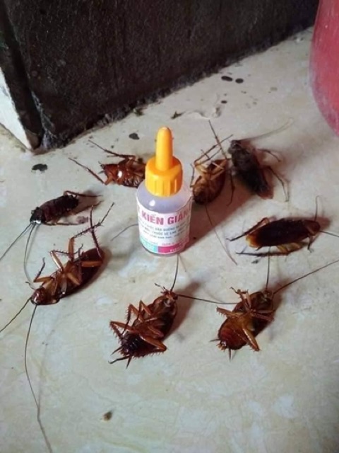 Thuốc diệt kiến gián sinh học