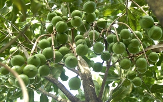 Cây giống hạt macca