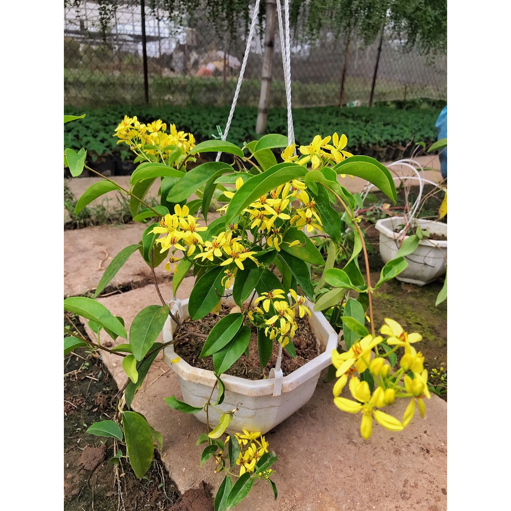 Cây Hoa Mai Hoàng Yến trồng chậu trắng ⚡️ FREE SHIP ⚡️ cây hoa nở quanh năm phát triển rất nhanh, hoa cảnh leo ban