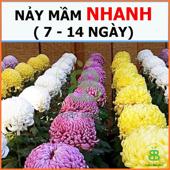 Hạt Giống Hoa Cúc Đại Đóa Bông To