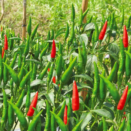 1g Hạt giống Ớt chỉ thiên