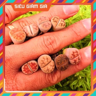 Sen đá mông lithop 💵 đà lạt 🍄 hư 1 đổi 1 ❄️ siêu cute