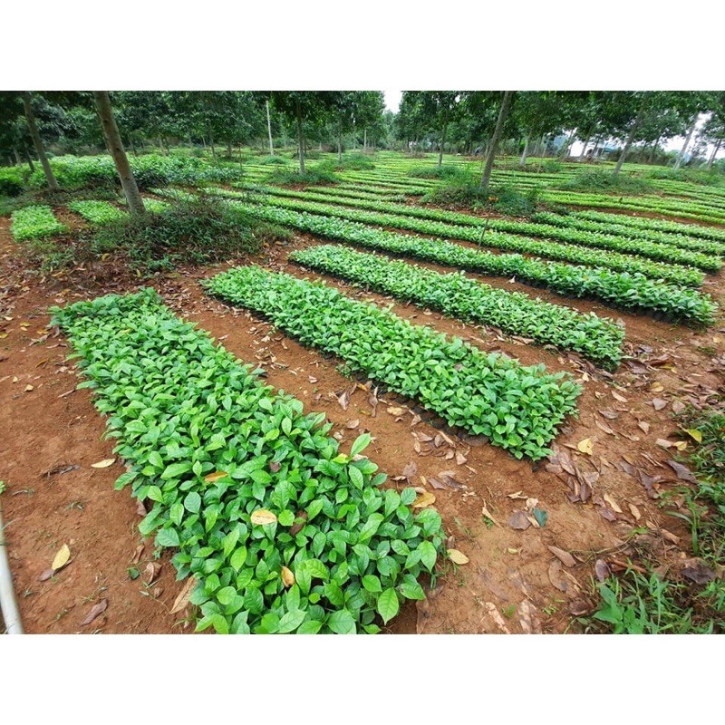 CÂY DỔI GIỐNG LẤY HẠT SAU 2 NĂM CHO SẢN LƯỢNG CAO CÓ BÁN SỈ