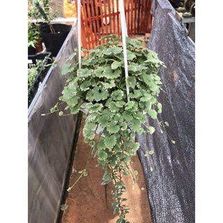 chậu Rau má cẩm thạ.ch