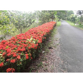 Ống tưới nhỏ giọt (1m)