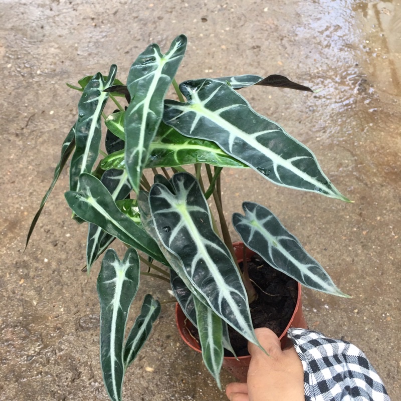 Cây Môn Quan Âm  Để Bàn