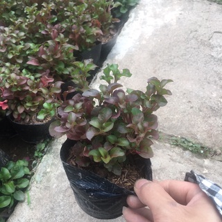 Cây Diệu Đỏ (Điệu Kỷ Đỏ) <HÀNG NHƯ HÌNH>