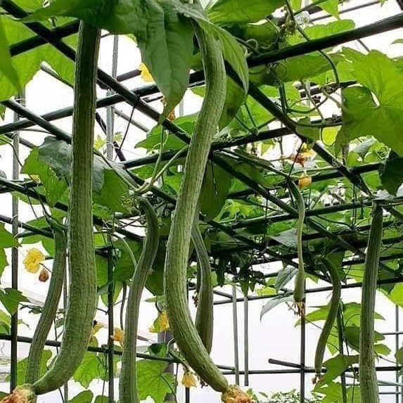 [Seeds] Hạt giống mướp hương xanh trái dài lai f1 Rado, đóng gói 1gr (khoảng 10 hạt)