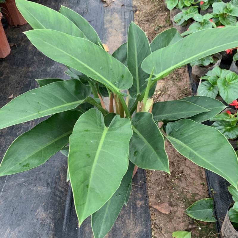 Cây trầu bà đế vương xanh cỡ to bán kính 50cm, cây phong thủy trồng trong nhà, trang trí nội thất