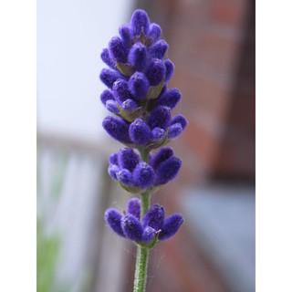 Tinh dầu OẢI HƯƠNG SPIKE- Spike Lavender essential oil