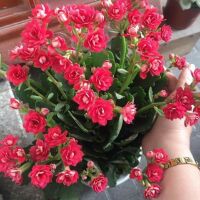 Cành sống đời kép nhiều màu