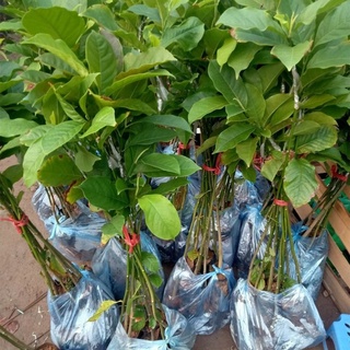 CÂY GIỐNG DỔI GHÉP NHANH THU HOẠCH