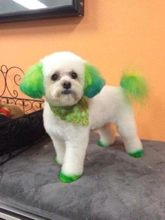 Thuốc nhuộm lông dành cho chó Brooklyn 🐩🌈✨