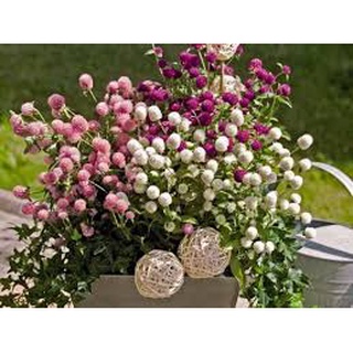 1 Lạng Hạt giống cúc bách nhật