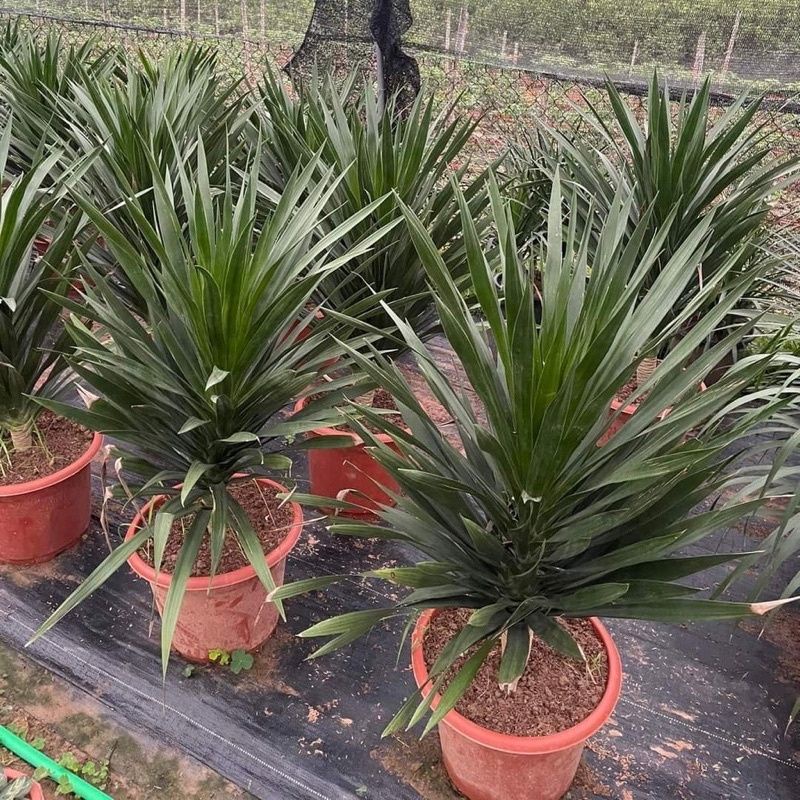 Cây Phát Tài Núi Một Thân