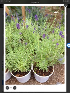 CÂY OẢI HƯƠNG - LAVENDER