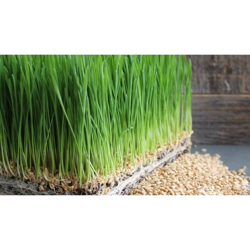 1Kg Bột cỏ lúa mì