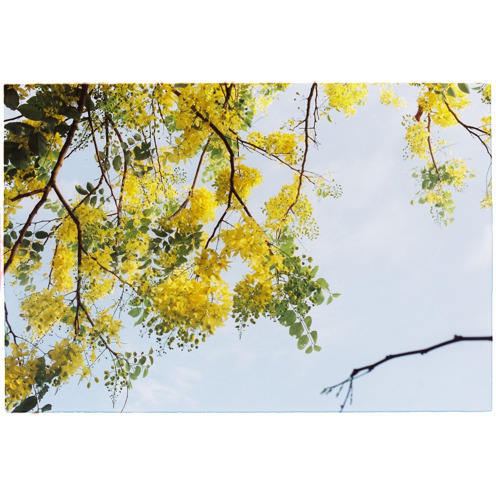 Film cine/điện ảnh Kodak Vision 3 250D  36 kiểu - GippyFilm - Tiệm tạp hóa Gippy