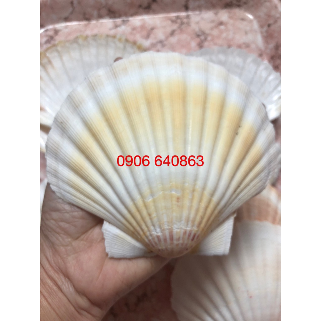 Vỏ Sò Điệp - trang trí bể cá, bàn làm việc, phòng khách, chụp hình, Đế đốt hương trầm...