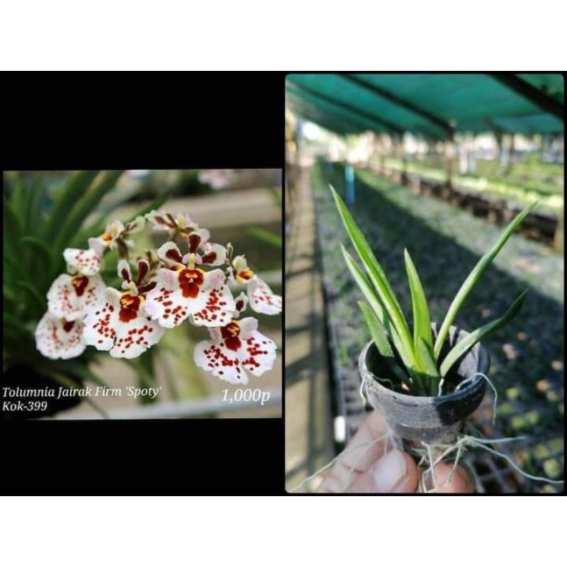 Vũ nữ bút chì giống chọn được màu