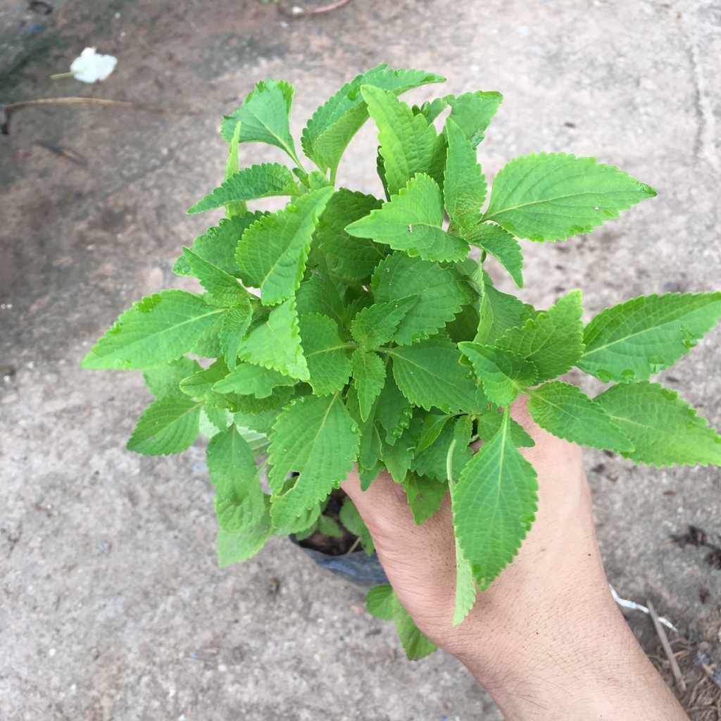 Cây Rau Kinh Giới,Cây Gia Vị Không Thể Thiếu Của Mọi Nhà