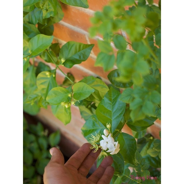 HẠT GIỐNG HOA NHÀI, HOA LÀI - 5 hạt/ gói