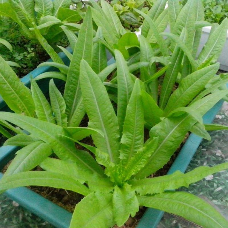 Hạt Giống Rau Diếp Thơm