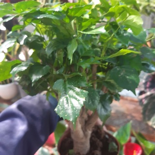 Cây hạnh phúc mini để bàn