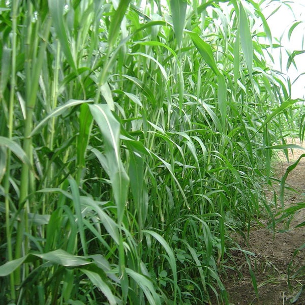 Giống Cỏ Sudan Lai  - Giống Cỏ Ngô - Giống Cỏ Chăn Nuôi Năng Suất Cao