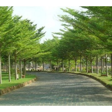 Cây Bàng Đài Loan - cây cảnh sân vườn