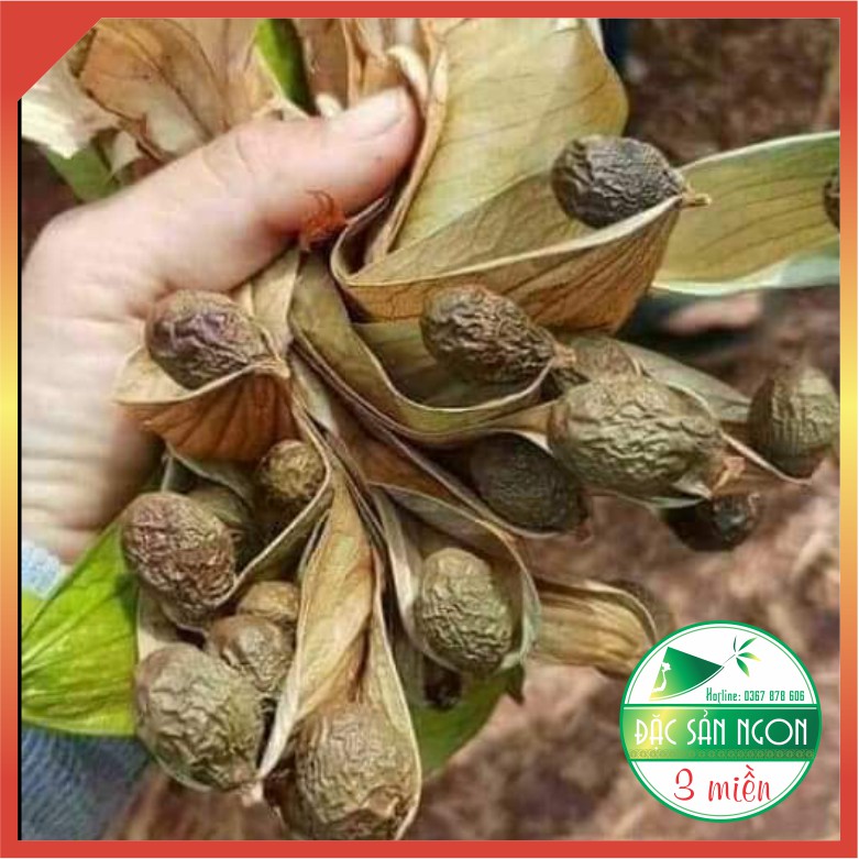 500gr Hạt Đười Ươi Rừng Bay Loại Trung | BigBuy360 - bigbuy360.vn