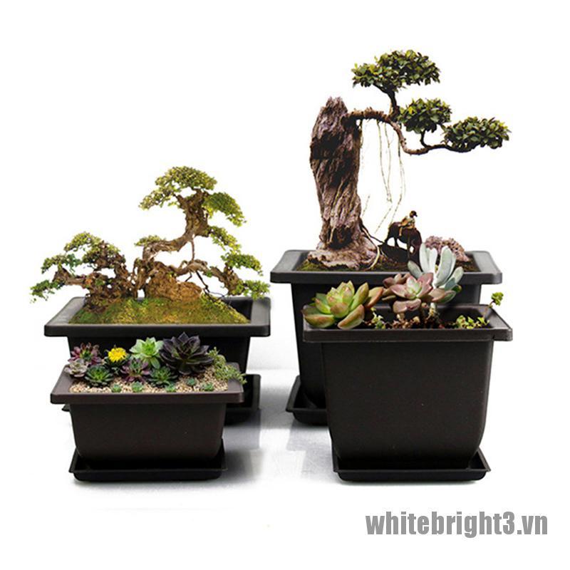 Chậu nhựa trồng cây bonsai tiện dụng