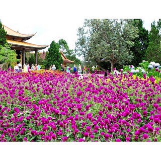 HẠT GIỐNG CÚC BÁCH NHẬT TÍM