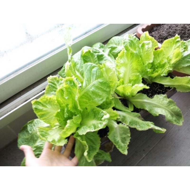 Hạt giống Xà Lách Bossam Hà Quốc F1 - 150 Hạt - Tỷ lệ nảy mầm 98%