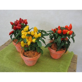 Hạt Giống Ớt Ngũ Sắc