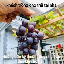 CÂY GIỐNG NHO KẸO 126 (GIỐNG MỚI) ảnh thật