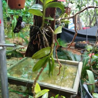 Hoa phong lan hoàng thảo trầm tím