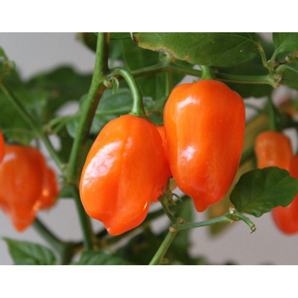 5 Hạt Giống Ớt Cay Habanero Scoville Giống Ớt Cay Nhất Thế Giới Giống Nhập Ngoại 5 Màu