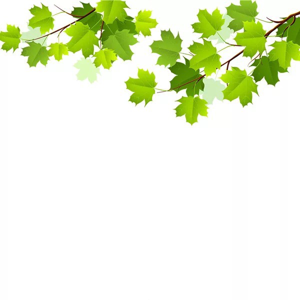 Decal trang trí kính cao cấp mẫu 2 nhánh cây xanh (60cm x 58cm)