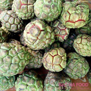 Cây giống na rừng đỏ